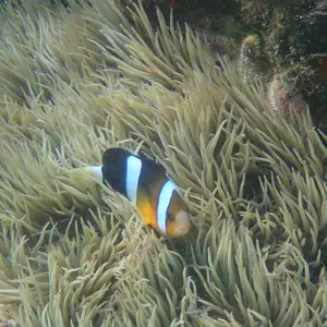 ポンコツ(プロフ必読)