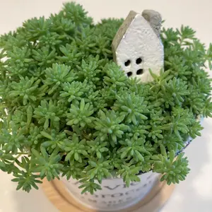 幻のお茶‼︎ 不知火姫菊茶 ハーブティー 菊茶 菊花 不知火菊 - メルカリ