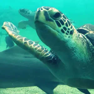 羽風薫、星之所向缶バッジ、コランダム - メルカリ