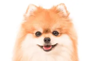 meifiss00@発送日はプロフです！