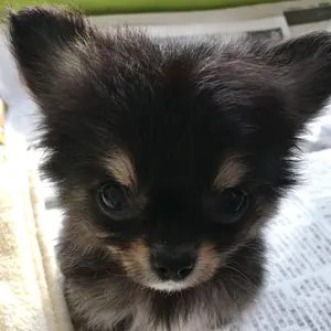 ビルディバイド ブライト PR+ プラチナジャケット ジェイドパラレル ツイステ ぷん♦️ on X: 