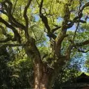 kouma★プロフ必読★