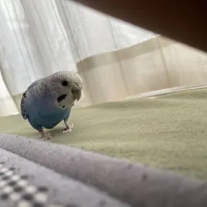 2018年大分トリニータ背番号19番星雄次選手直筆サイン - メルカリ