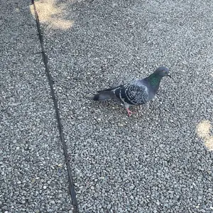 ヒラメキ大地ウォズレック/ヒラメキウォズレック 殿堂ゼロ
