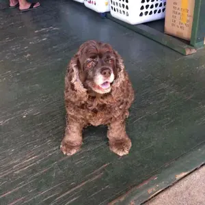 万物創生牛様専用 ポケモンカード ジラーチ コロコロ限定 2003年付録