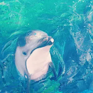 STEALTH HD ドライバーヘッドのみカバー、トルクレンチ付 テーラーメイド STEALTH HD ドライバーヘッドのみカバー、トルクレンチ付