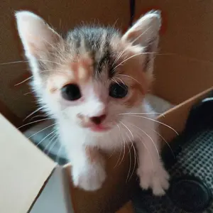 自作 塗装ブース 新品 シロッコファン使用 三菱VD08ZC2 卓上ミニサイズ