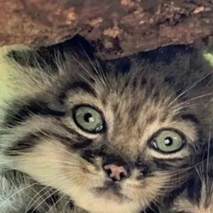 sale価格❣️リバティ生地使用 ギャザーフレアワンピース - メルカリ