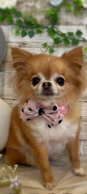 王一博 応援ミニカー 1：24 174×85×85mm - メルカリ