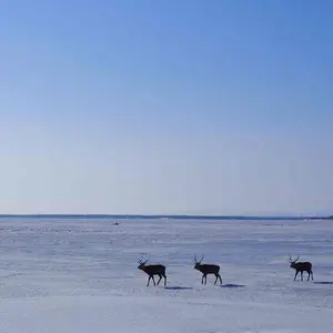 Aooo 1stアルバム 初回限定盤 - メルカリ