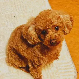 阪神タイガース 刺繍ワッペンユニフォーム 梅野選手 44 応援選手タオル