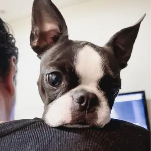 COU(年末最終お値下げ)