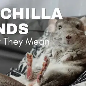 ○匿名配送○ ケイトスペード キャッツ ニャー マウス ねずみ