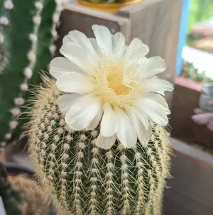 多肉植物 ハオルチア スノーフレーク 発根済み - メルカリ