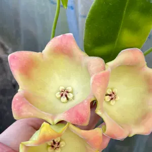 ananさん専用 ＊ Hoya ＊ ホヤ ＊ inflata ananさん専用 ＊ Hoya ＊ ホヤ ＊ inflata - メルカリ