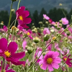 るんるん【引越しのためSALE中】