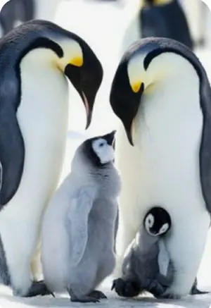 ぺんぎんおやこ