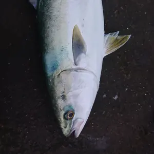 中古)ミノーセット 16個 シーバス 青物 フラット ショアジギング