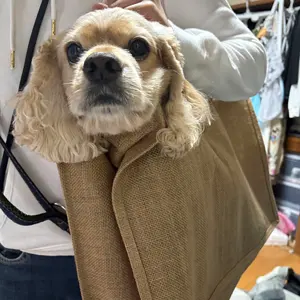 MTG 告別 セトブ・ドラブ版 foil PSA9 サインド - メルカリ