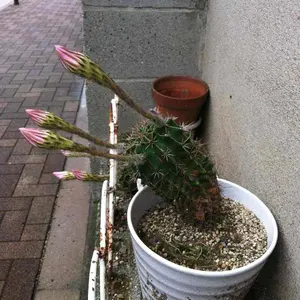 フラワー様専用 クリープハイプ『独り ふわりと とばされて』『桜沢好