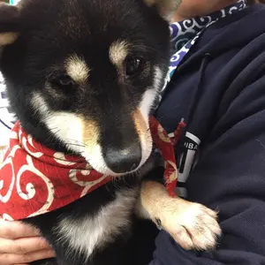バモス