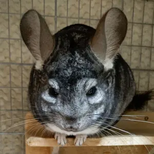 清涼飲料水＠断捨離中