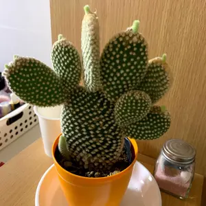 うつさん専用 ルイスレザー ロングブーツ 黒 2本ストラップ - メルカリ