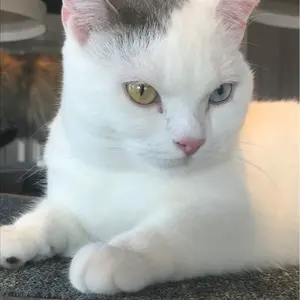 展示品特価 117 兜セット 平飾りセット - メルカリ