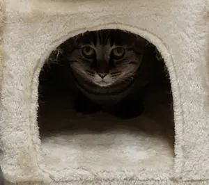 ポケモンカード エネルギーSR43枚まとめ売り 鋼エネルギー多め - メルカリ