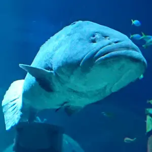 Pygmalius Derius Giappones ピグマリウス#160 - メルカリ