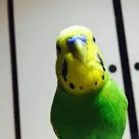 獅子頭 獅子舞 お祭り 厄除け 開運 共布付 - メルカリ