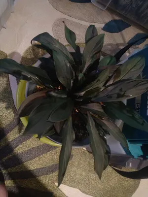 Homalomena anthurioides 【TB2303】TB正規タグ付き - メルカリ