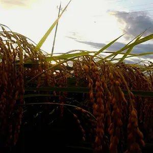 4kg【おおまさり】生落花生 新物 本場千葉県産(農家直送) ※箱