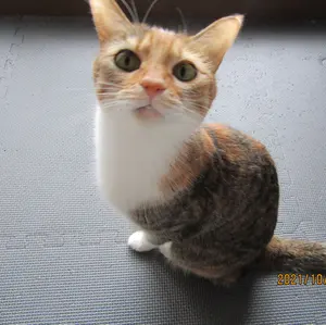 Louren オーバーサイズ テーラードジャケット ピスタチオ - メルカリ