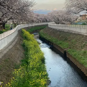 極美品 ヒューゴボス シングルライダースジャケット ブラウン 48 XL