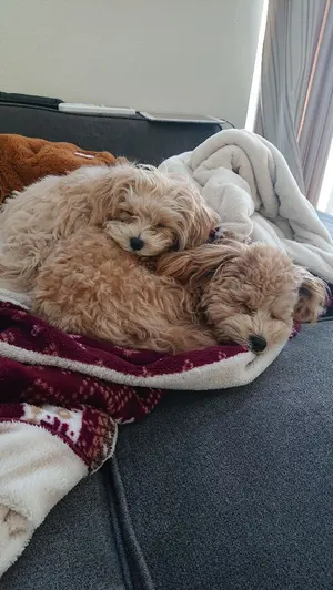 最新プライズ】ホロライブ アルベド リコリス チェンソーマン 呪術廻戦