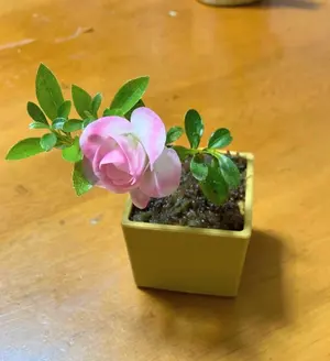 皐月盆栽(乙女牡丹) さつき盆栽 サツキ盆栽 - メルカリ