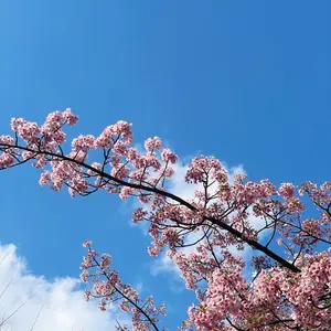 ◎新品未使用◎ 21A リプロダクト 廉価版 照明セット ペンダントライト