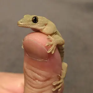 アバルト 595 マフラー バルブコントローラー EBM レコードモンツァ