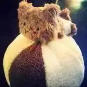 グリズリス