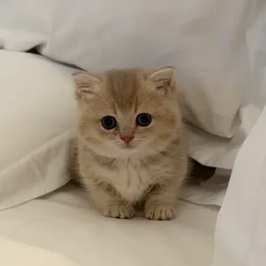 発行終了・中国限定・匿名配送】JR西日本 関西 交通カード 飞猪旅行