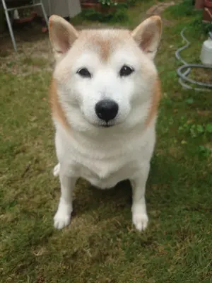 HILLEBERG Soulo BL テント ナンガ 寝袋 Helinox椅子 - メルカリ