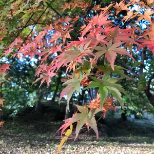 ファイヤーキング ブルーモザイク ディナープレート 4枚 うち1枚