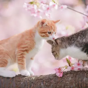 バラ対応可】【コンプ】FF16 ハニトーカフェ カード 全18種 コンプ