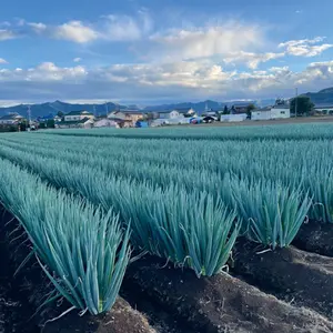 トミカ 消防車改造セット 大規模震災用高度救助車と大型水槽車の2台