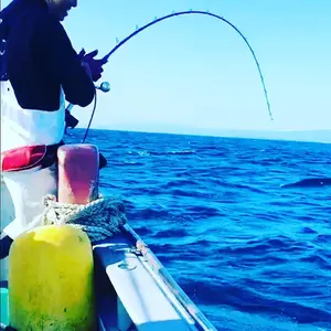 アリゲーター　龍宮16-205 アリゲーター 龍宮16-205 - メルカリ