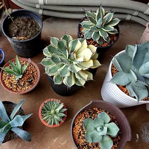 Agave montana 'Tiffany' 315 - メルカリ