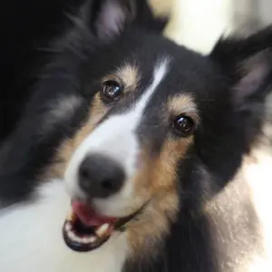 Van Cleef & Arpels スエードポーチ - メルカリ