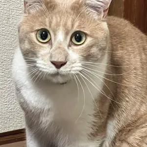 A&G エーアンドジー クロムハーツ ブレスレット シルバー925