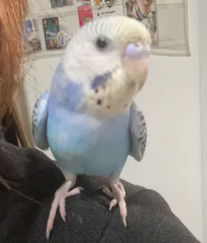 ☆memeco様専用☆羊毛フェルト【ペキニーズ】犬 メモリアル マック